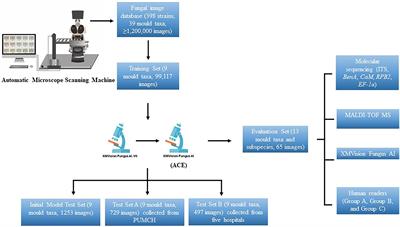 Morphologic identification of clinically encountered moulds using a residual neural network